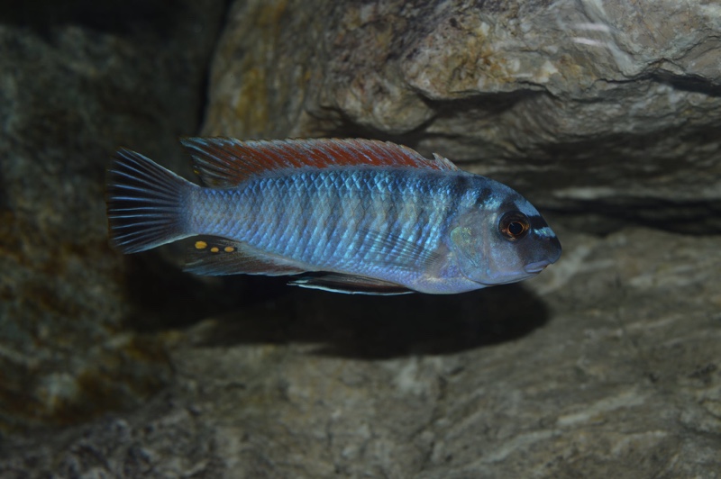 Labeotropheus fuelleborni 'Makanjila Point'